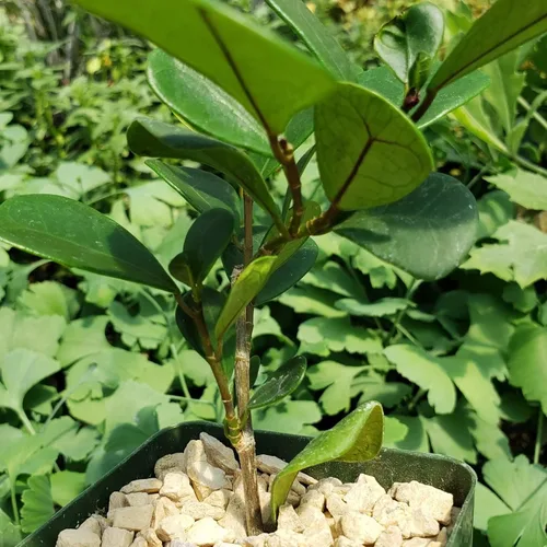 Vista 6 de Ficus triangularis