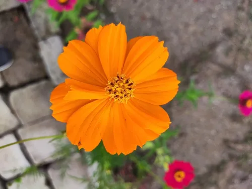 Vista 3 de Semillas de flores de cosmos de naranja enana azufre – más de 100 semillas por paquete, (semillas de jardín de Isla), nombre científico; Cosmos