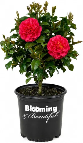 Vista 18 de Camelia, arbusto floreciente de hoja perenne viva, 3 galones
