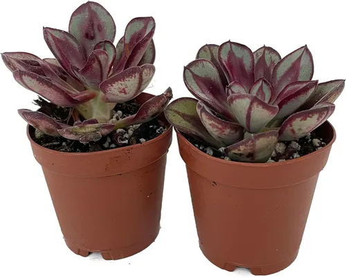 Vista 2 de Benitsukasa Desert Rose Succulent - Echeveria - 2 plantas en macetas de 2