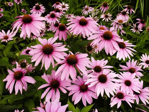 Vista 30 de Guardería Greenwood: Plantas Perennes Vivas - Rosa de Bath + Dianthus Gratianopolitanus - [Cantidad: 1x Maceta de Pinta]