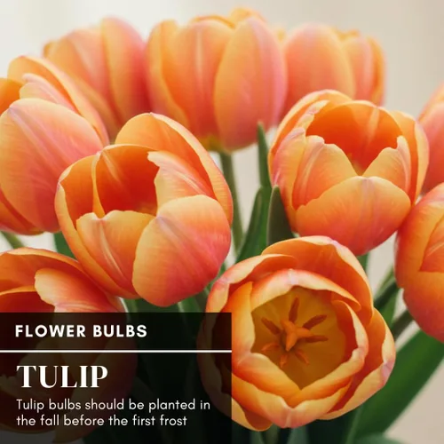 Vista 2 de Daydream Tulip Bulbs to Grow - 20 bombillas - Enviados desde Iowa, Estados Unidos - Tulipanes naranjas vibrantes, galardonados