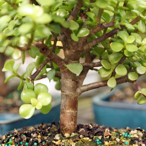 Vista 4 de Brussel's Bonsai - Árbol bonsái vivo de jade medio, planta