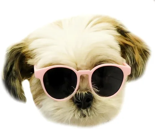Vista 13 de G014 Dog Cat Pet - Gafas de sol de los años 80 para razas pequeñas de hasta 15 libras (paquete de 2 unidades, negro + espejo negro-azul)
