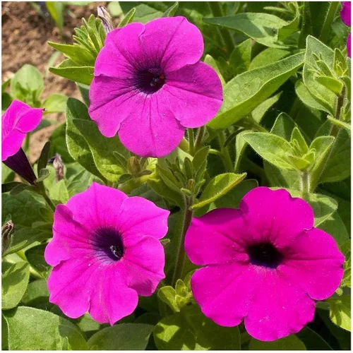 Vista 3 de Everwilde Farms - 2000 semillas de flores silvestres Shanin Wild Petunia - Paquete de semillas Gold Vault