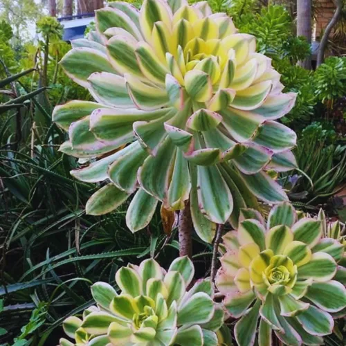 Vista 2 de Aeonium Suculents Plant Live, planta de eonio amarillo, rosa, verde, planta de interior viva, 4 en maceta