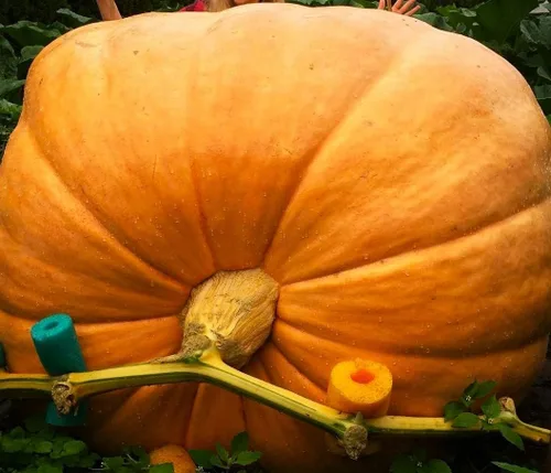 Vista 3 de Atlantic Giant Pumpkin Más de 10 semillas para plantar sin OMG