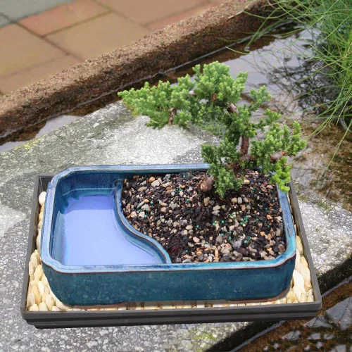 Vista 6 de Brussel's Bonsai Árbol Bonsái de Enebro Verde Vivo - Mediano, 5 Años, 6 a 10 Pulgadas - Árbol Bonsái para Exteriores Vivo con Maceta de Agua