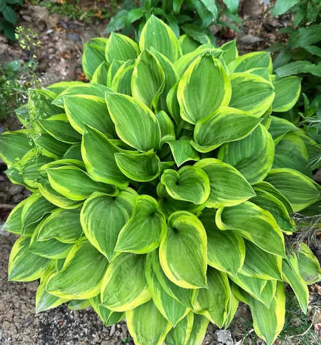 Vista 7 de 100 semillas de hosta en forma de corazón para jardín de sombra perenne para plantar al aire libre