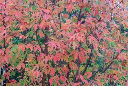 Vista 2 de Semillas de árbol de arce de corteza de serpiente para plantar (30 semillas) - Acer capillipes