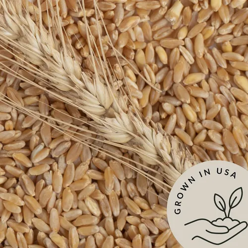 Vista 4 de Grano Farro Orgánico 4.8 lb – Bayas de trigo Emmer enteras a granel Granos