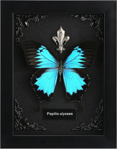 Vista 10 de Taxidermia de mariposas enmarcadas - Caja de sombra con mariposas, mariposas reales enmarcadas en una caja para estética de decoración del hogar