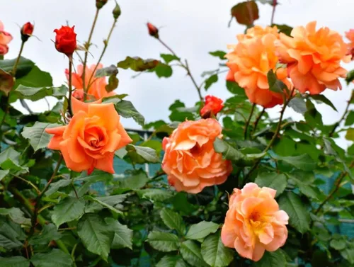 Vista 6 de 100 semillas de rosas naranjas de primera calidad, trepadoras grandes y perennes tradicionales sin OMG para interiores y exteriores