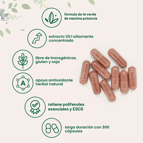 Vista 3 de Micro Ingredients Extracto de té verde extra fuerte, 300 cápsulas Suministro para 5 meses Suplemento antioxidante de polifenoles de máxima