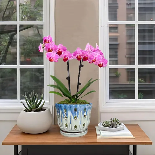 Vista 7 de Maceta de cerámica para orquídeas con agujero de drenaje de 6'' (Cubierta azul, blanca)