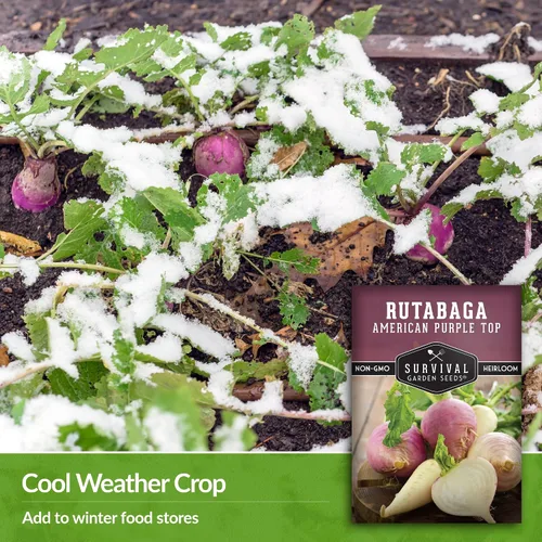 Vista 4 de Survival Garden Seeds - 1 paquete de semillas de Rutabaga púrpura estadounidense para plantar con instrucciones para cultivar Brassica Napus en tu