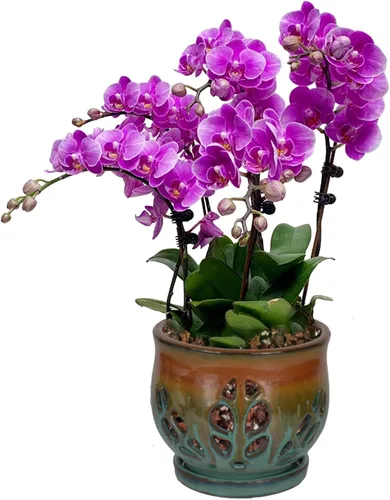 Vista 15 de W&W Maceta de orquídeas con agujeros y platillo para trasplantar, azul, 6.5 pulgadas