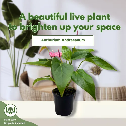 Vista 3 de BubbleBlooms Anthurium Purple, 4 pulgadas