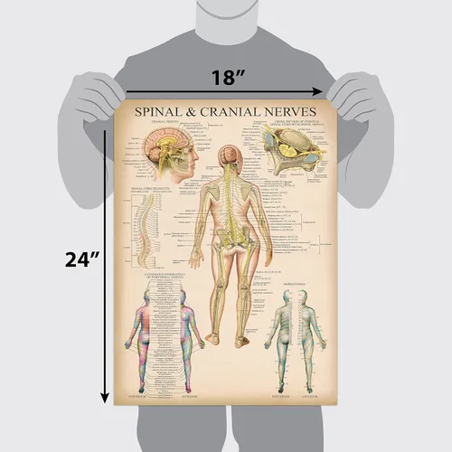 Vista 2 de Palace Learning Cuadro anatómico vintage de nervios espinales – Póster de anatomía del sistema nervioso craneal y columna vertebral (con dermatomas)