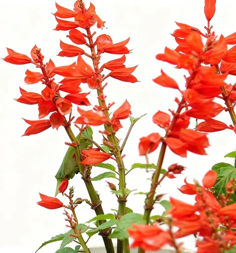 Vista 7 de 50 semillas de flores de salvia escarlata para plantar, semillas de Salvia raras perennes, semillas de agastache de arenisca Arizona sin OMG