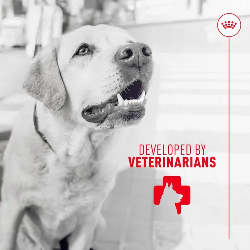 Vista 8 de Royal Canin - Suplemento digestivo para perros adultos, masticables suaves, 60