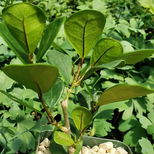 Vista 7 de Ficus triangularis