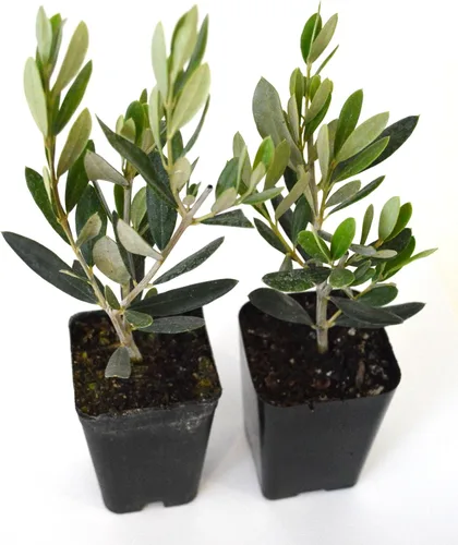 Vista 2 de 9GreenBox - olivo - árbol de la paz - Olea europaea - pack de 2