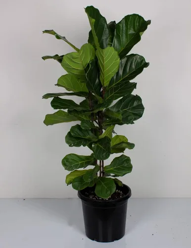 Vista 6 de Fiddle Leaf Fig Tree Plant Food - Fertilizer Granules Feed Continuously for 6 Months NPK 15-5-10 Slow-Release Fertilizer for Potted Fig Leaf and