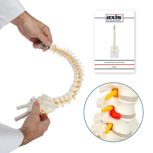 Vista 3 de Axis Scientific mini modelo de anatomía de columna vertebral, incluye nervios y viene con soporte resistente. Nervios espinales, cabezas de fémur