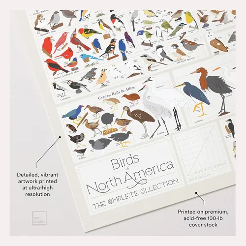 Vista 3 de Pop Chart Birds of North America Póster de formato grande de 36 x 24 pulgadas Todas las especies de aves en América del Norte ilustradas