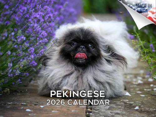 Vista 104 de Calendario de Lebrel Afgano 2025 2026, calendario mensual de pared de raza canina, 12" x 18" abierto, papel grueso sin traspaso, ideal para regalo