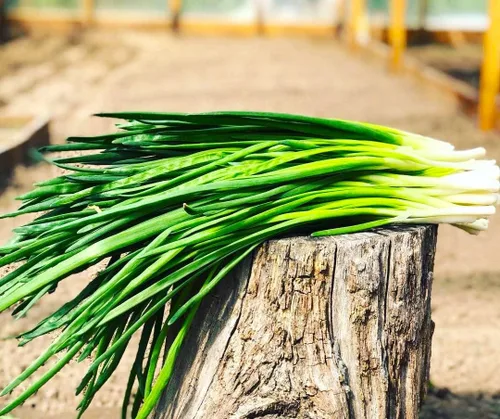 Vista 2 de Semillas de cebolla verde en racimo de cebolletas alrededor de 300 semillas sin OMG para plantar
