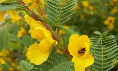 Vista 4 de 500 semillas sensibles de flor de guisante perdiz Chamaecrista - Atrae abejas y mariposas
