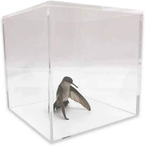 Vista 5 de Cubo de exhibición de acrílico (5" x 5" x 5" - 0.157 in) Exhibición de joyeríacomercializacióncajaalmacenamiento 2 unidades de ahorro