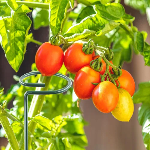 Vista 7 de Thealyn Paquete de 12 estacas de soporte para plantas de 16 pulgadas, aros de metal de un solo tallo de soporte de flores, estacas de plantas