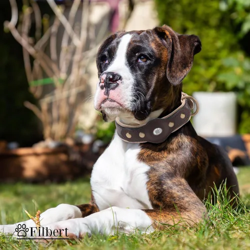 Vista 6 de Filbert Collar de cuero para perro con soporte para Airtag, collar de perro seguro mejorado, collar de cuero para perros medianos, collar de perro