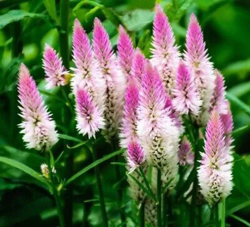 Vista 2 de 1000 semillas de flores de flamenco Celosia Spicata – Planta perenne exótica con flores de plumas rosadas, regalo para amantes del jardín