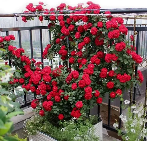 Vista 2 de 100 PCS Semillas de Rosa Trepadora Roja Perenne Fragante Semillas de Flores Reliquia