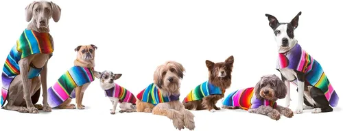 Vista 4 de Poncho de perro hecho a mano de Authentic Mexican Blanket; ropa para perros, suéter, abrigo, XXS