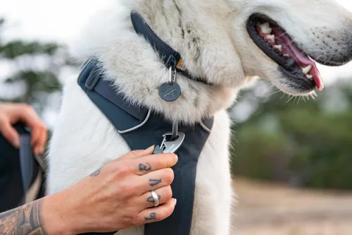 Vista 3 de Ruffwear, Front Range - Collar para perro, banda ajustable Tubelok, ligero, hebilla de liberación lateral, anillo en V de aluminio, duradero