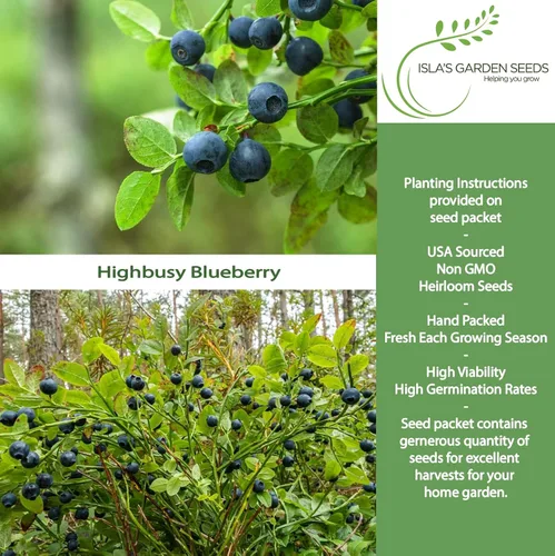 Vista 2 de Semillas de arándano Highbush (variedades del norte y del sur) - Más de 300 semillas sin OMG y reliquias, Vaccinium corymbosum, paisajes comestibles