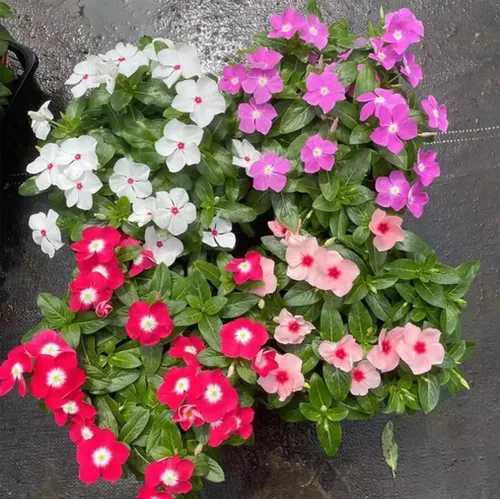 Vista 3 de 100 semillas de vinca de color mixto Minor Semillas de Periwinkle Semillas de flores tradicionales