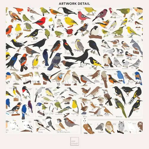 Vista 4 de Pop Chart Birds of North America Póster de formato grande de 36 x 24 pulgadas Todas las especies de aves en América del Norte ilustradas