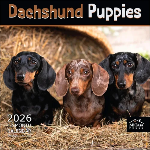 Vista 101 de MICASA PRESS Calendario de pared de Australian Shepherds Aussies 2027 02 - Pastores australianos