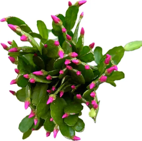 Vista 4 de Planta viva de cactus de primavera magenta de 4 pulgadas, Rhipsalidopsis. Cactus navideño recién plantado.