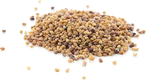 Vista 7 de Todd's Seeds Semillas de trébol carmesí germinado, reliquia, sin OMG, sin químicos, alta germinación (una libra) Chemical free, heirloom. Ready to