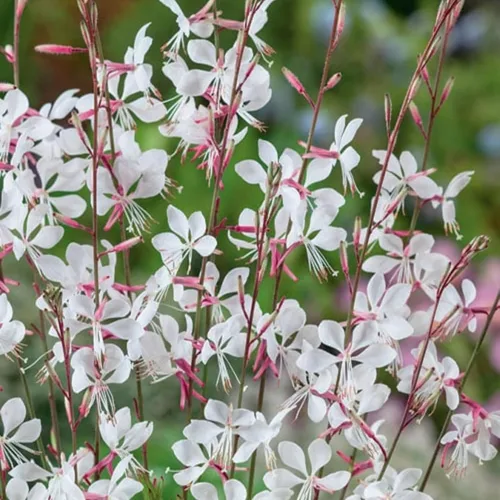 Vista 3 de Más de 300 semillas de flores Gaura para plantar flores perennes de Gaura de larga duración, altamente atractivas para los polinizadores