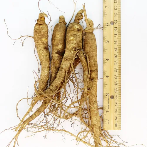 Vista 2 de WOHO Ginseng fresco cultivado Ginseng americano Jumbo 8oz (6-8 raíces) por WOHO