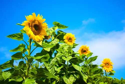 Vista 4 de Semillas de girasol gigante para plantar – Cultiva girasoles gigantes en tu jardín – 50 semillas de reliquia sin OGM – Instrucciones completas