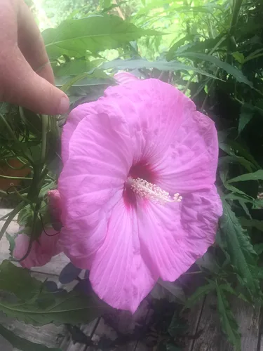 Vista 5 de UPC0764425787105 - Semillas de hibisco tropical, rosa gigante (Hibiscus rosa-sinensis) de Robsrareandgiantseeds UPC0764425787105 sin OMG, orgánico